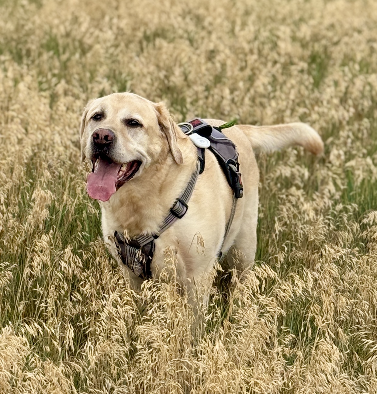 Bear, an eight-year-old yellow Lab, in a Denver field with mountains behind him